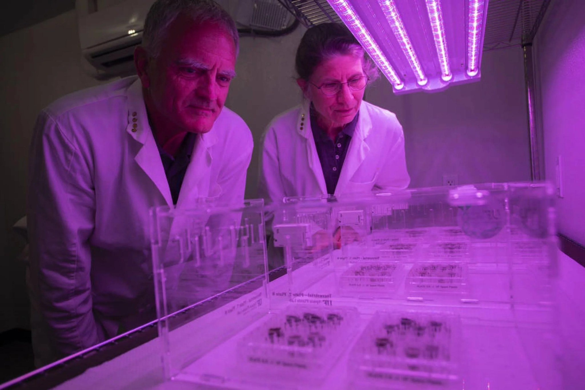 Rob Ferl, a la izquierda, y Anna-Lisa Paul observando las placas llenas en parte con suelo lunar y en parte con suelo de control, ahora bajo luces de crecimiento LED. En ese momento, los científicos no sabían si las semillas germinarían en el suelo lunar. Créditos: Universidad de Florida, Instituto de Ciencias Agrícolas y Alimentarias / foto por Tyler Jones