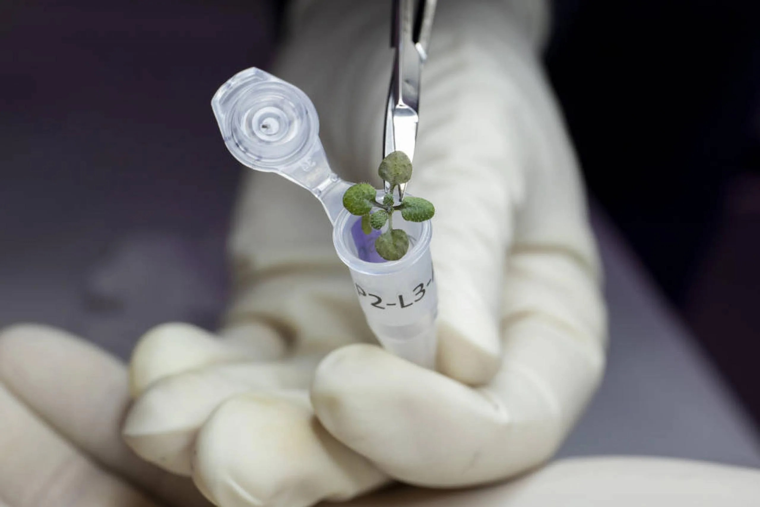 Colocación de una planta cultivada durante el experimento en un vial para su eventual análisis genético. Créditos: Foto de UF/IFAS por Tyler Jones