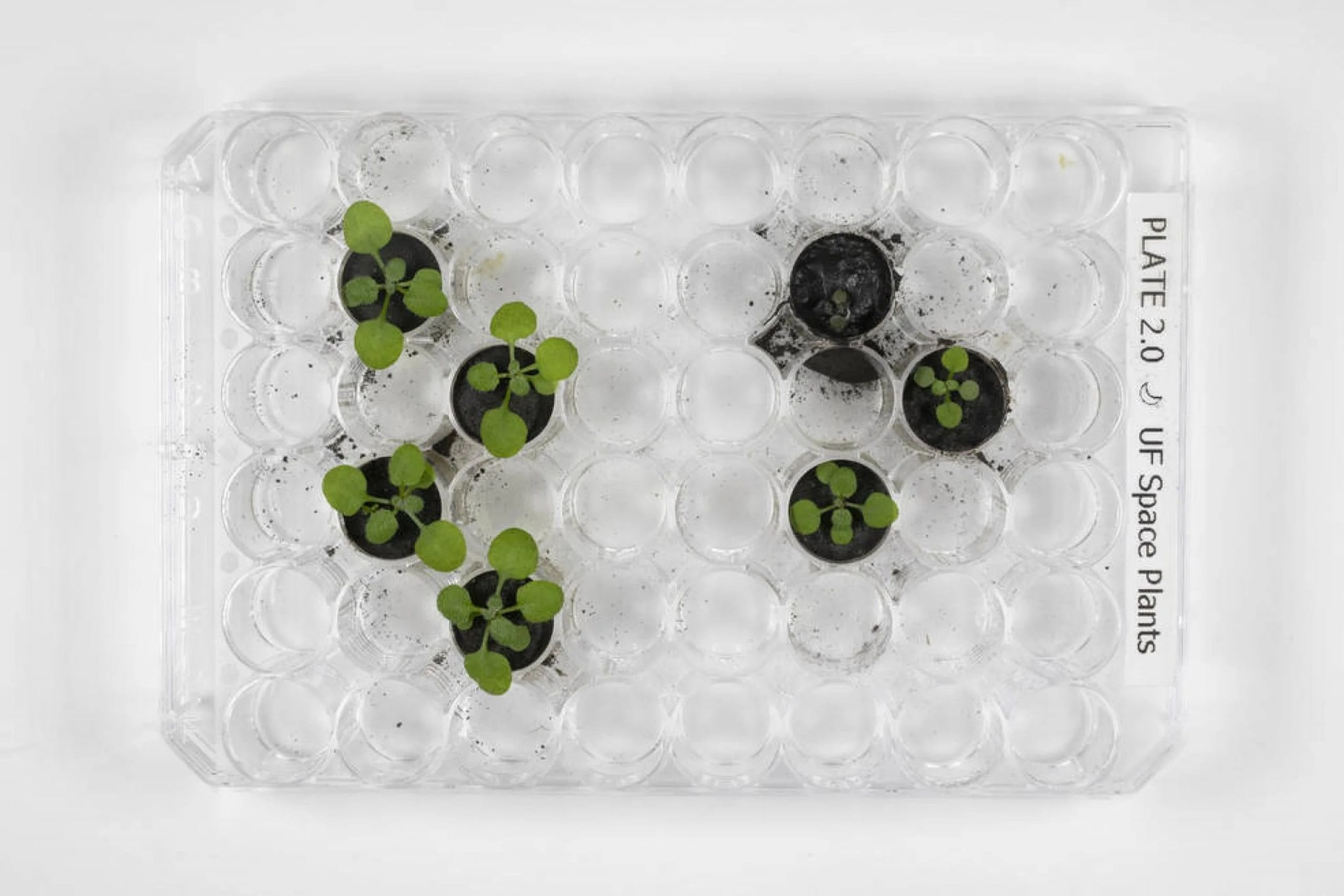 En el día 16, había claras diferencias físicas entre las plantas cultivadas en el simulante lunar de ceniza volcánica, a la izquierda, en comparación con las cultivadas en el suelo lunar, a la derecha. Créditos: Universidad de Florida, Instituto de Ciencias Agrícolas y Alimentarias / foto por Tyler Jones