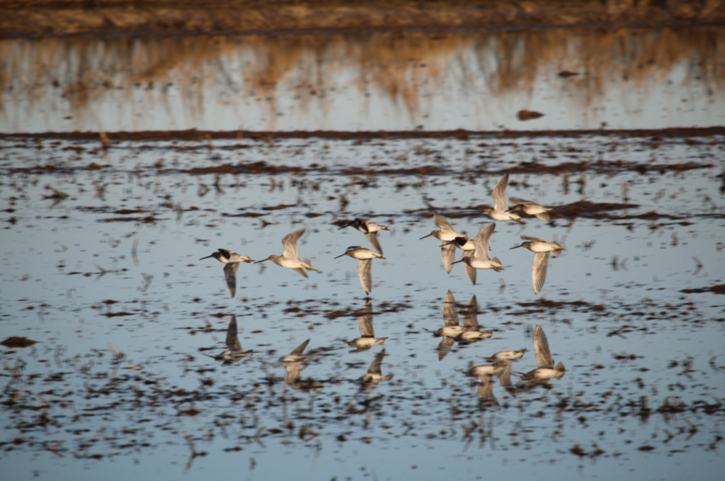 
			Patrones climáticos a gran distancia afectan la migración de aves en Estados Unidos, según estudio de la NASA			