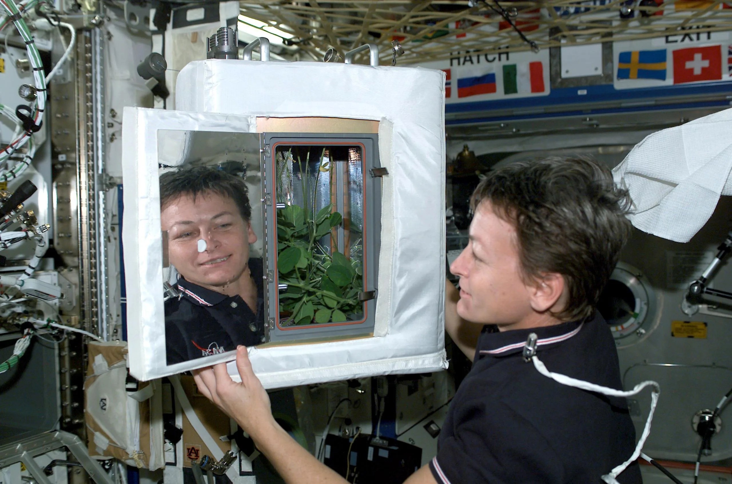La astronauta de la NASA Peggy Whitson observa el experimento de crecimiento de plantas de soja con el sistema de Astrocultivo Avanzado. Créditos: NASA