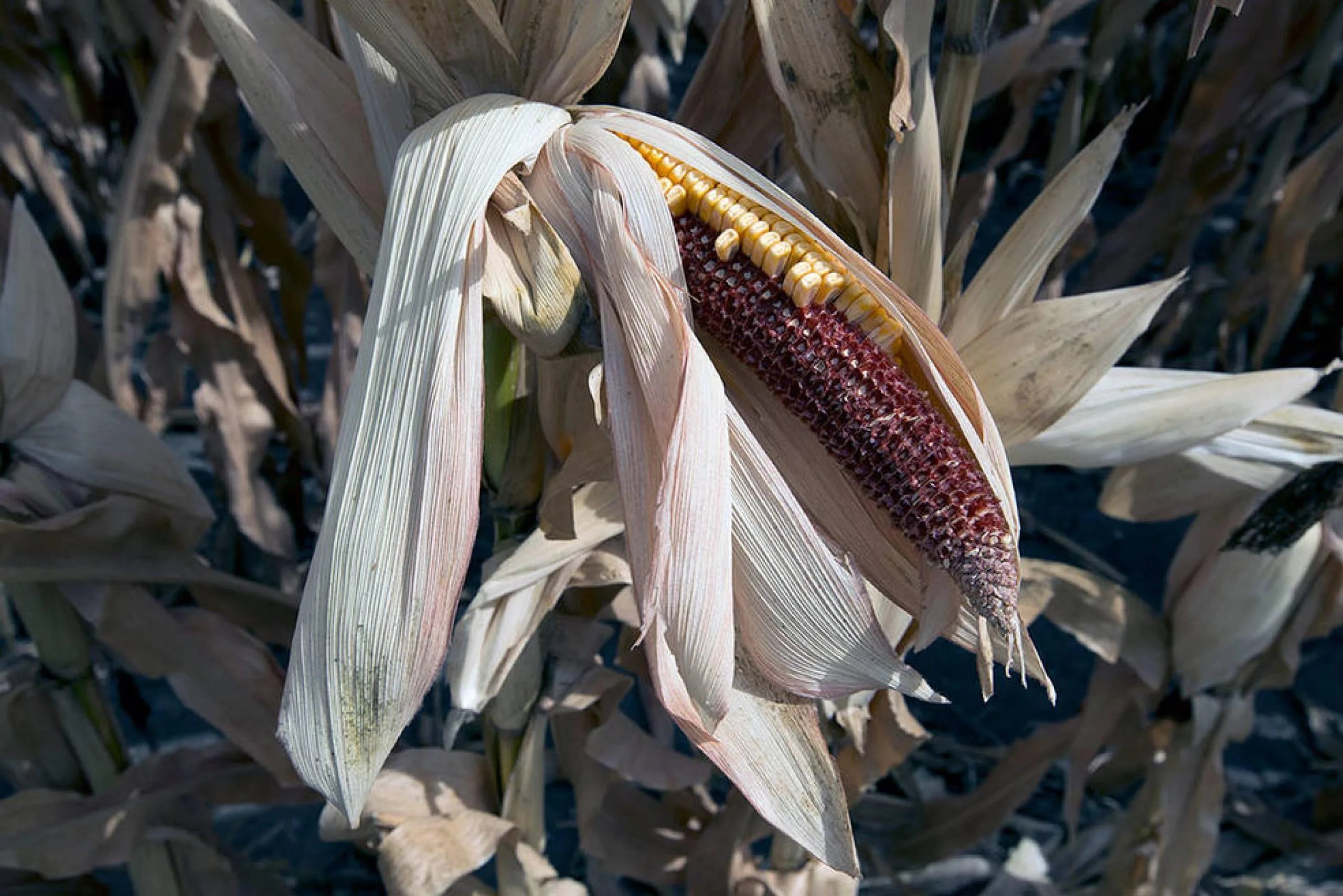 La sequía causó que esta cosecha de maíz en Iowa se perdiera en 2012. A medida que el clima cambiante aumenta la frecuencia de los eventos extremos, se duplica el riesgo de que las cosechas de maíz fracasen en al menos tres de las cinco principales regiones agrícolas —conocidas como los graneros del mundo— en un mismo año. Créditos: Departamento de Agricultura de Estados Unidos