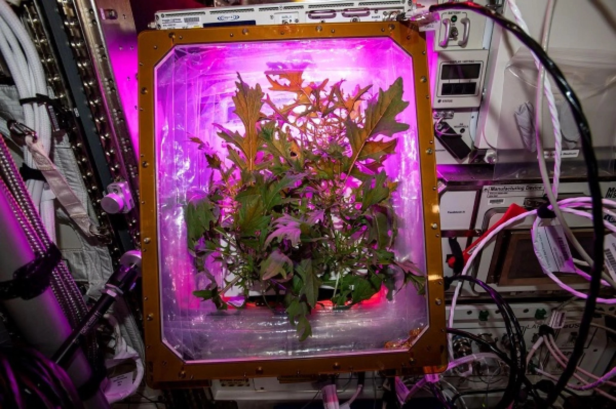 imagen de las plantas