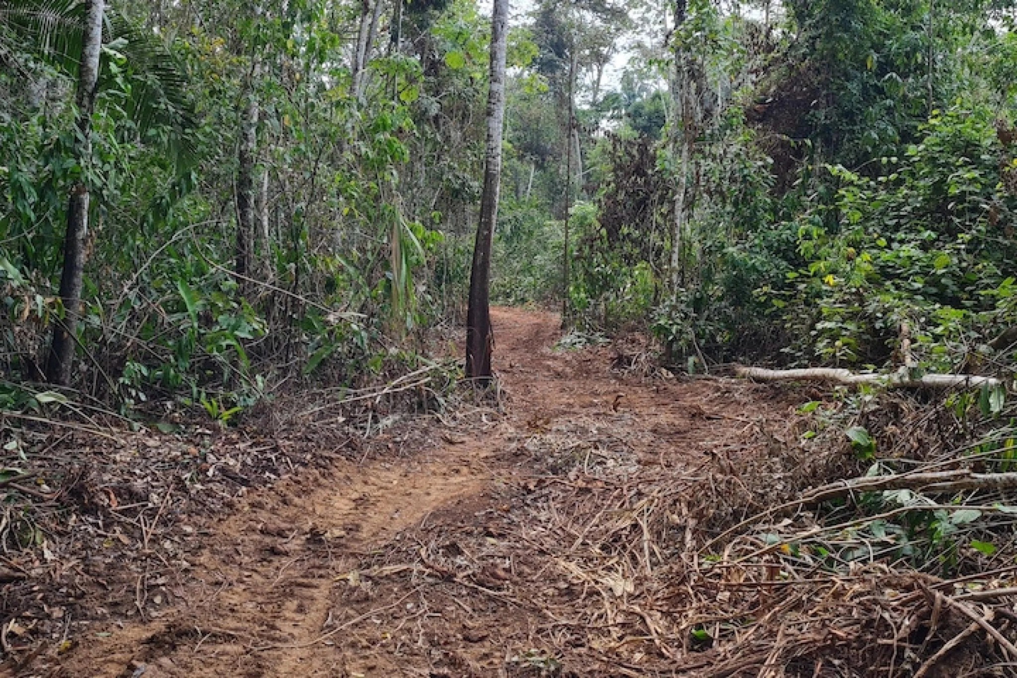 Esta foto tomada en 2021 muestra una sección del camino  a través de Ucayali en el este de Perú, a unos 15 kilómetros al sureste de la frontera con Brasil.