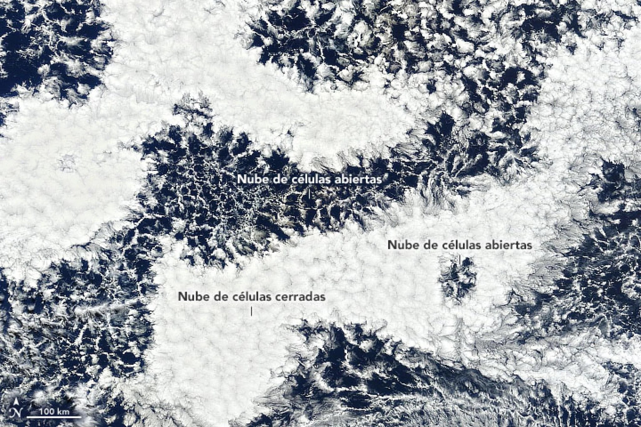 Imagen de satélite de nubes blancas que parecen bolas de algodón rodeadas de otras nubes que forman un patrón similar a un panal de abejas con el agua azul del océano debajo.