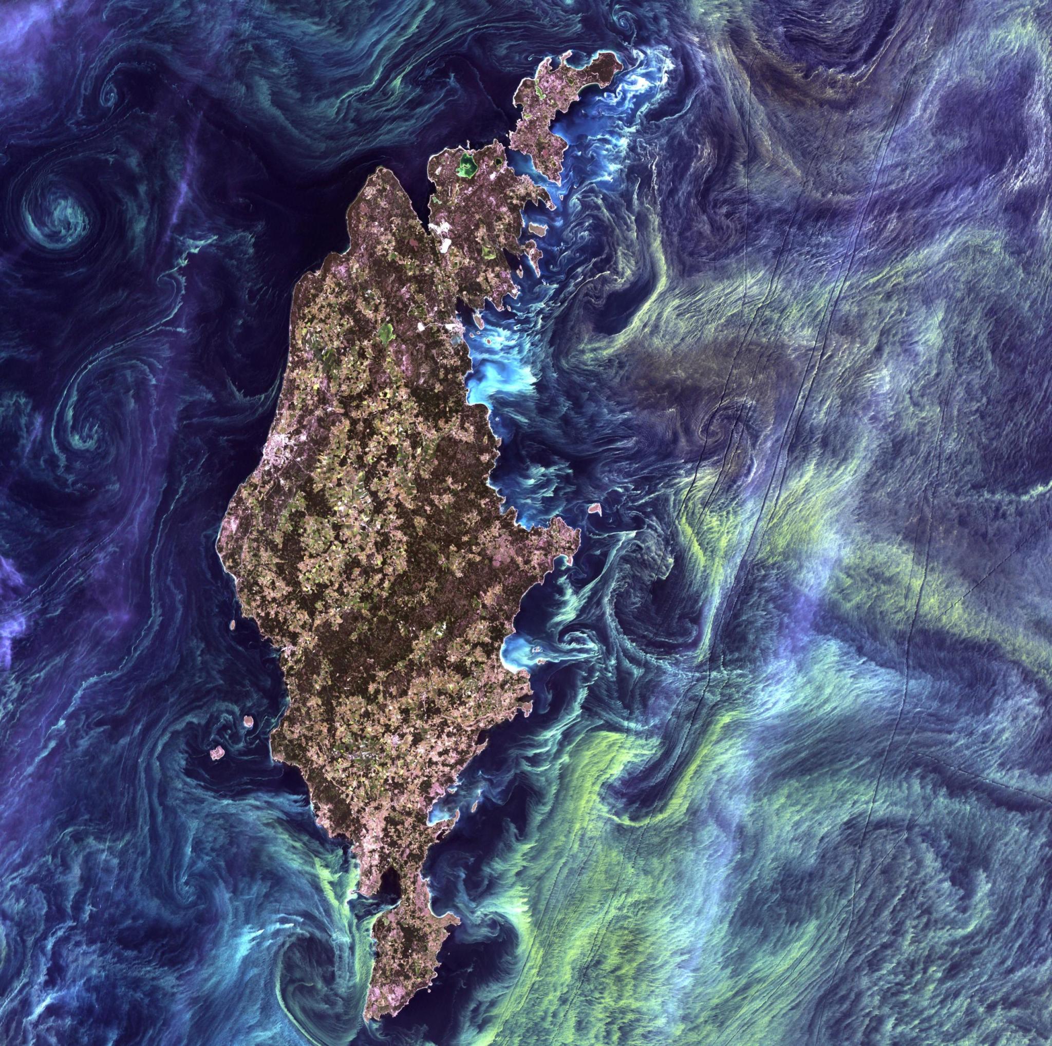 Imagen satelital que muestra grandes proliferaciones verdes de fitoplancton se arremolinan en las aguas oscuras alrededor de Gotland, una isla sueca del Mar Báltico.