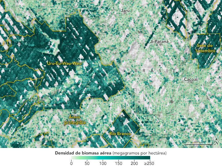 Este mapa muestra datos de la biomasa obtenidos por la misión Investigación de la Dinámica de los Ecosistemas Globales (GEDI, por sus siglas en inglés) de la NASA en el estado brasileño de Rondônia, una de las regiones más deforestadas de la Amazonia
