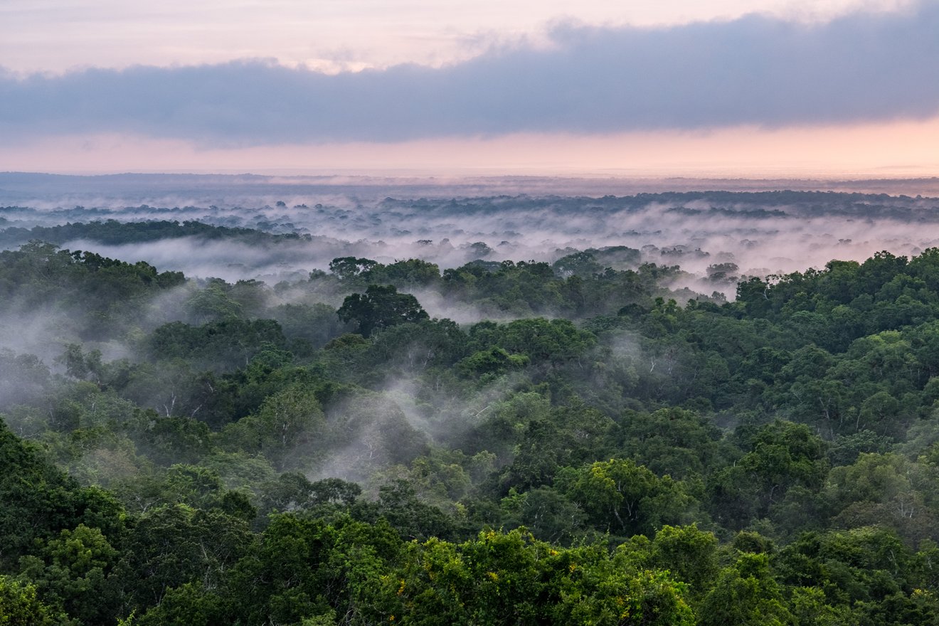 Vista aérea de un bosque en el Parque Nacional Tikal, al norte de Guatemala. La niebla blanca cubre las frondosas copas de los árboles verdes. A lo lejos, el horizonte es rosa pálido y azul.