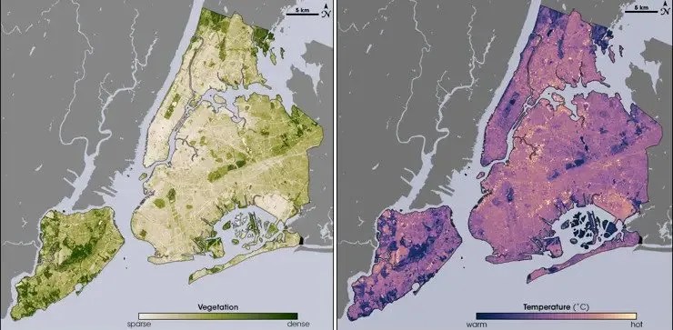 Estas imágenes del satélite Landsat de la NASA/USGS muestran los efectos refrescantes de las plantas en el calor de la ciudad de Nueva York. A la izquierda, las áreas del mapa que son de color verde oscuro tienen una vegetación densa. Observe cómo estas regiones coinciden con las regiones de color púrpura oscuro, aquellas con las temperaturas más frías, a la derecha.
