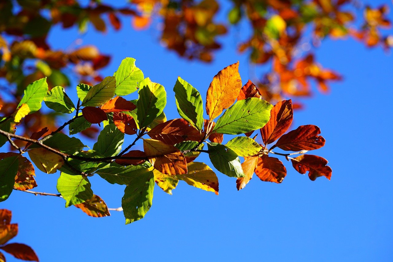 Hojas de otoño en un cielo azul