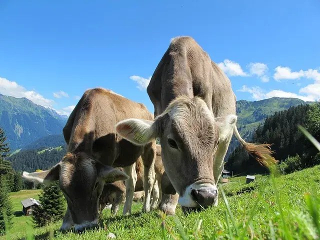 Las vacas en un campo
