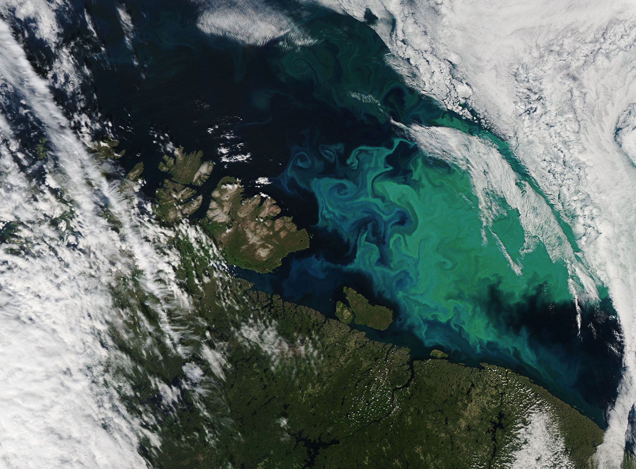 Imagen satelital que muestra proliferaciones azules y verdes de fitoplancton.