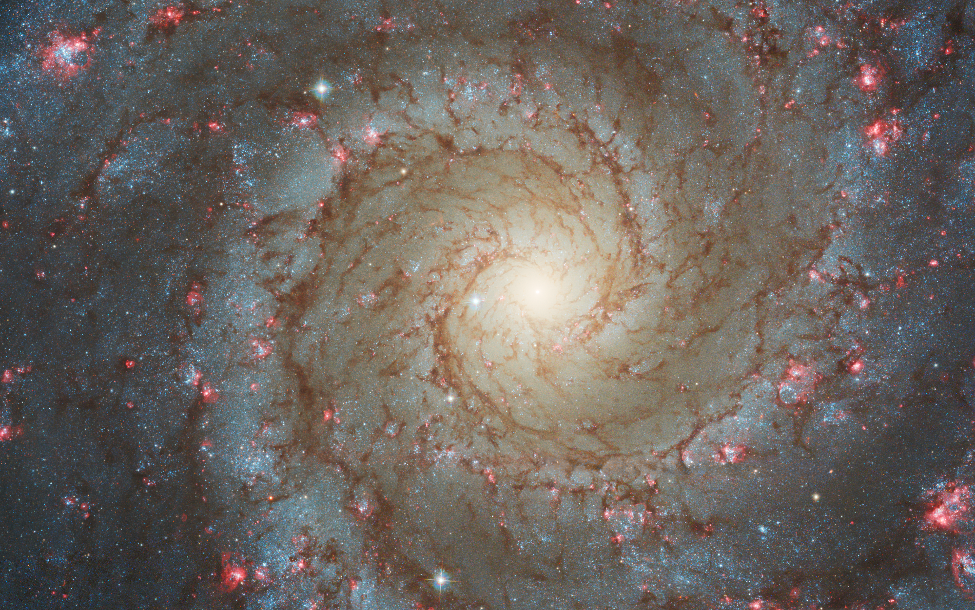 La imagen captada por el telescopio espacial Hubble de NGC 628 presenta una vista frontal detallada de una galaxia espiral densamente poblada, con su región central dominada por una neblina amarilla clara que abarca aproximadamente una cuarta parte de la composición.