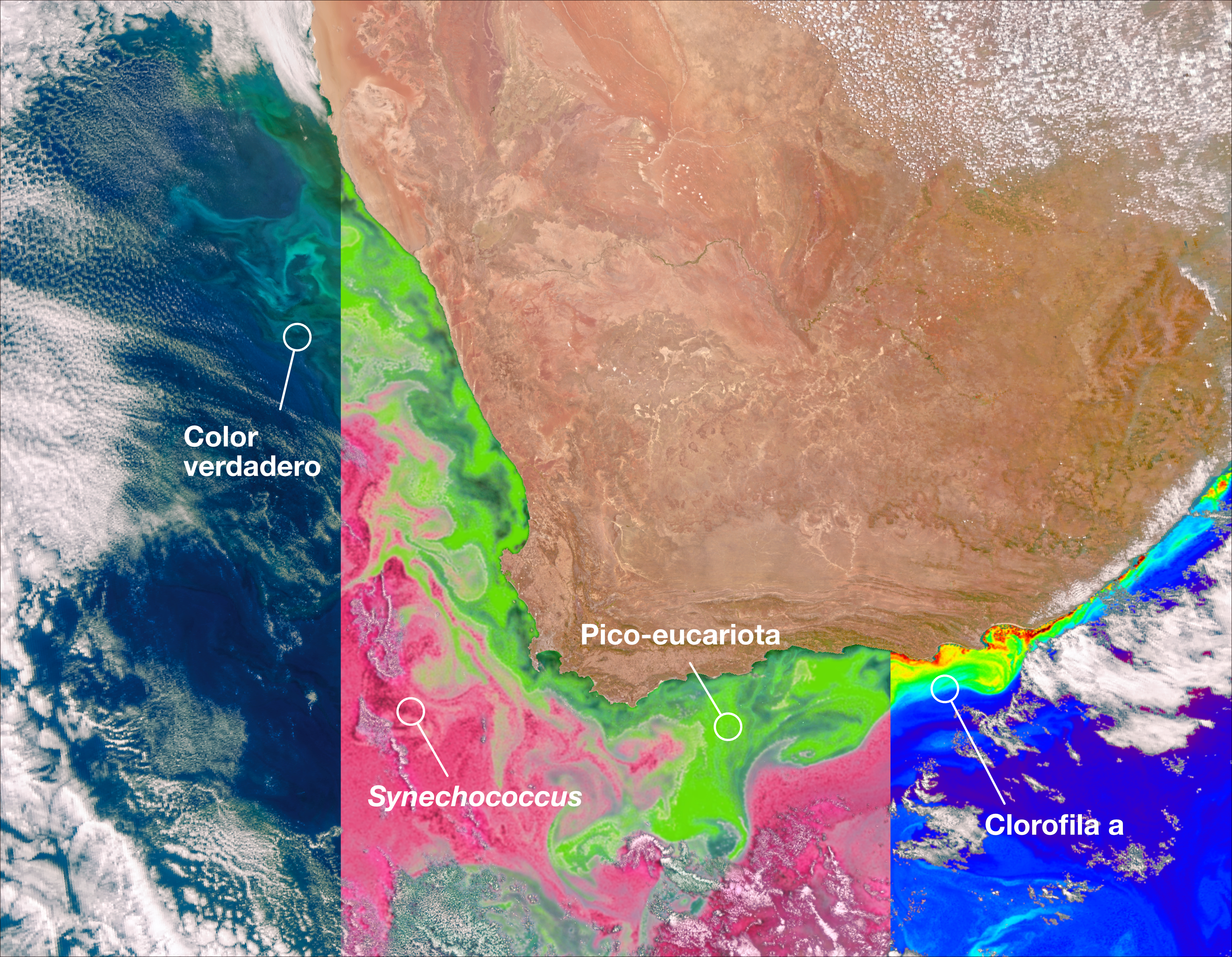 Esta primera imagen obtenida por el instrumento Color del Océano (OCI) del satélite PACE de la NASA identifica dos comunidades diferentes de estos microscópicos organismos marinos en el océano frente a la costa de Sudáfrica el 28 de febrero de 2024. El panel central de esta imagen muestra la cianobacteria Synechococcus en rosa y el fitoplancton pico-eucariota en verde. El panel de la izquierda en esta imagen muestra una vista en color natural del océano, y el panel de la derecha muestra la concentración de clorofila a, un pigmento fotosintético que se utiliza para identificar la presencia de fitoplancton.