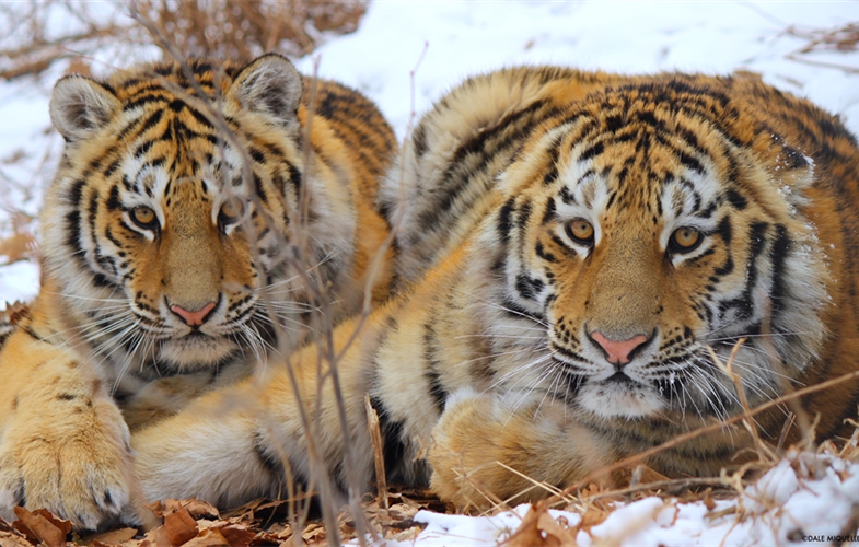 Esta imagen muestra dos tigres. Los satélites de la NASA están rastreando el hábitat de los tigres.