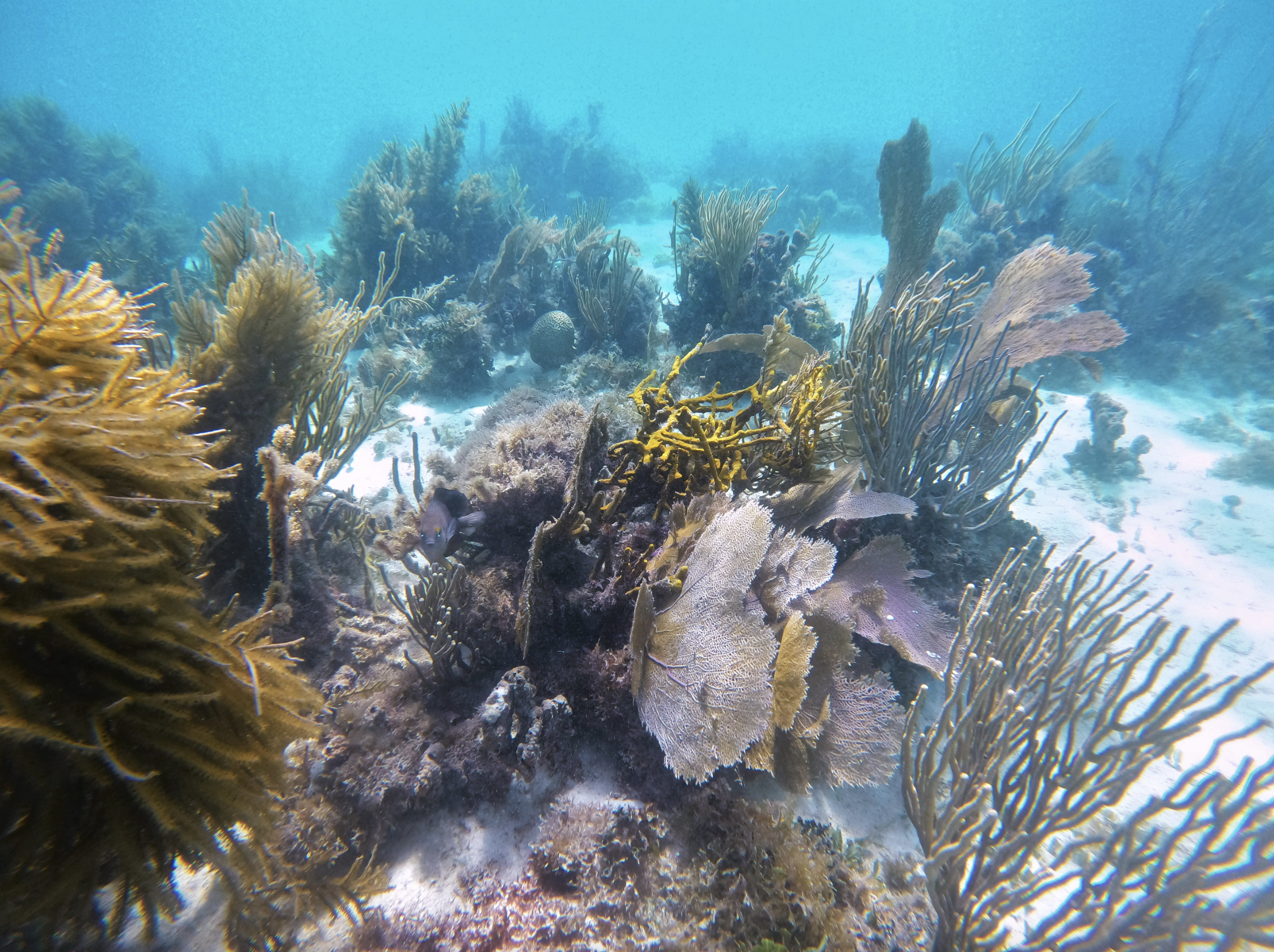 Fotografía de corales en Puerto Rico.
