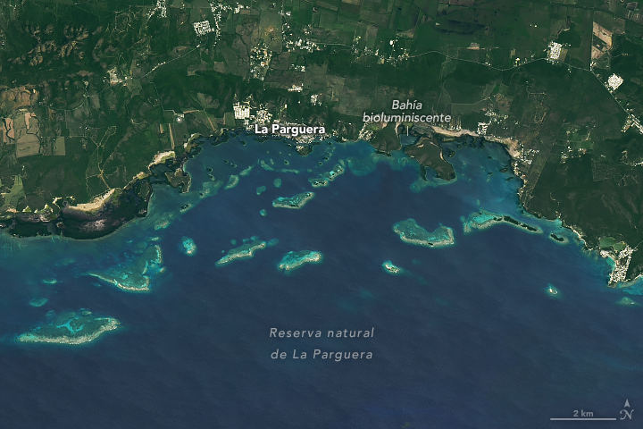 En esta imagen，adquirida el 15 de mayo de 2024 por el Generador operacional de imágenes de tierra（OLI，por sus siglas eningles）a bordo del satélite Landsat 8，se pueden ver lasñales de estos ecociesmas marinos tropicales En la reserva natural de la Parguera，波多黎各。