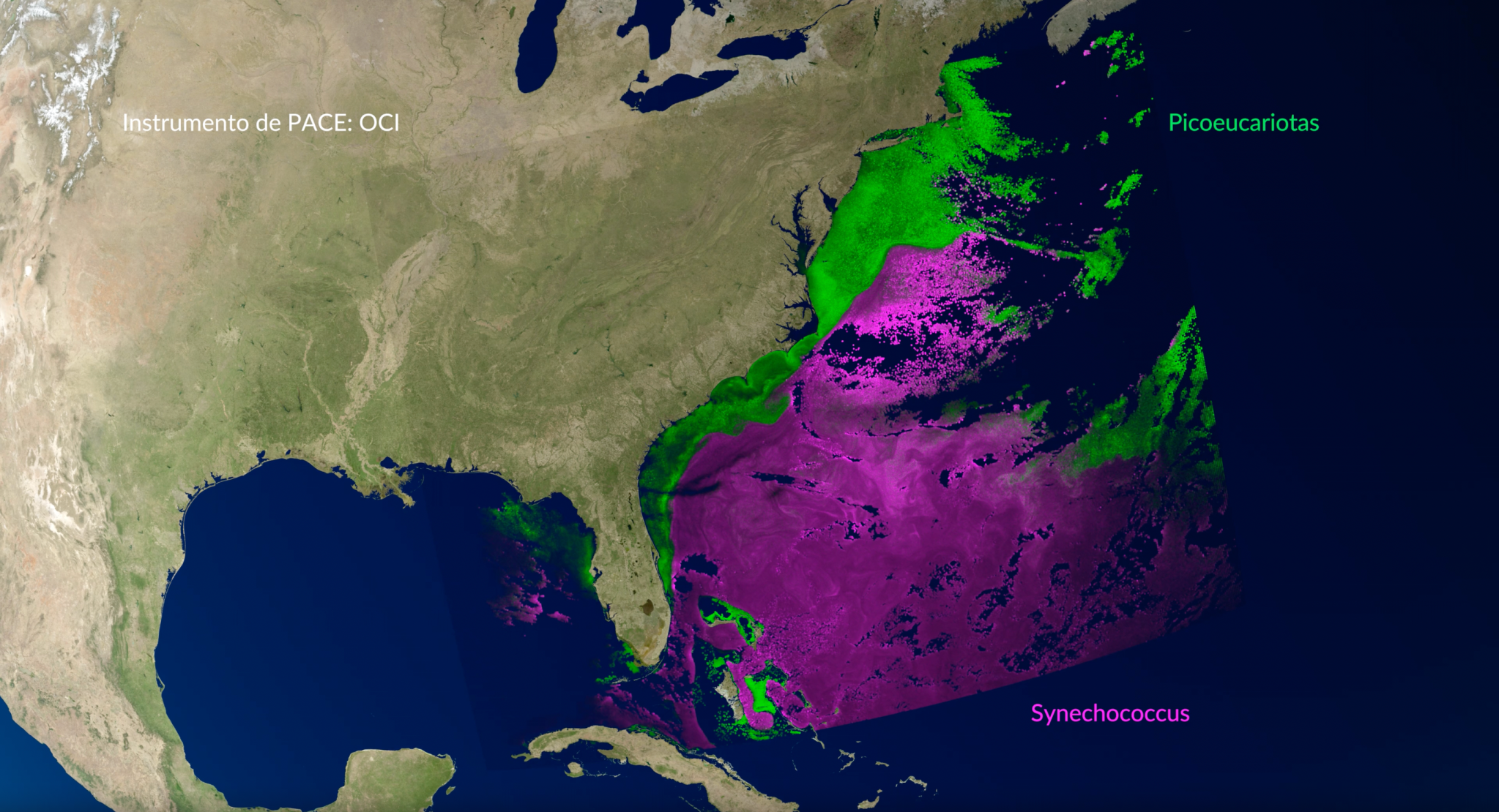 Visualización con color añadido de datos del fitoplancton (picoeucariotas y Synechococcus), según lo observado por el instrumento de color del océano (OCI) de PACE. Estudio de Visualización Científica de la NASA